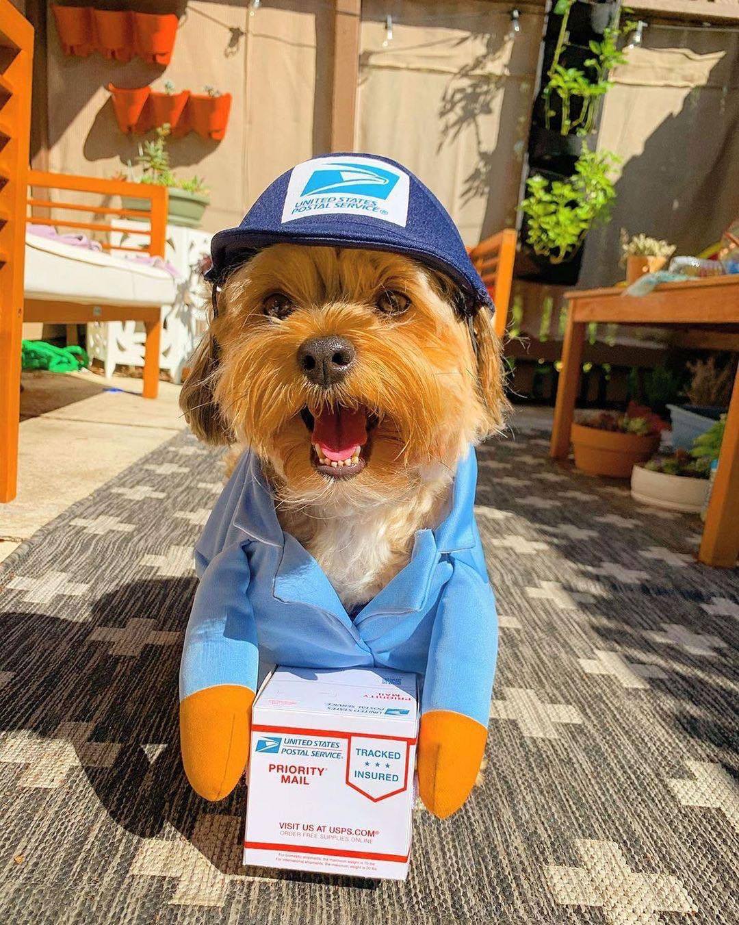 Delivery of pet dog and cat clothes